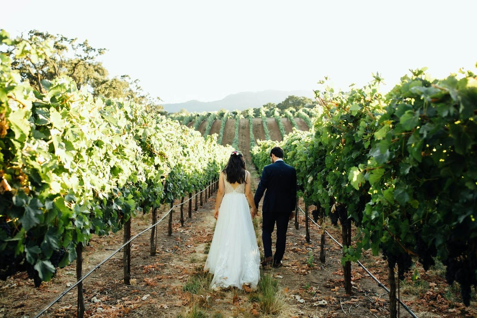 B.R. Cohn Winery, a barn wedding venue in Glen Ellen, CA